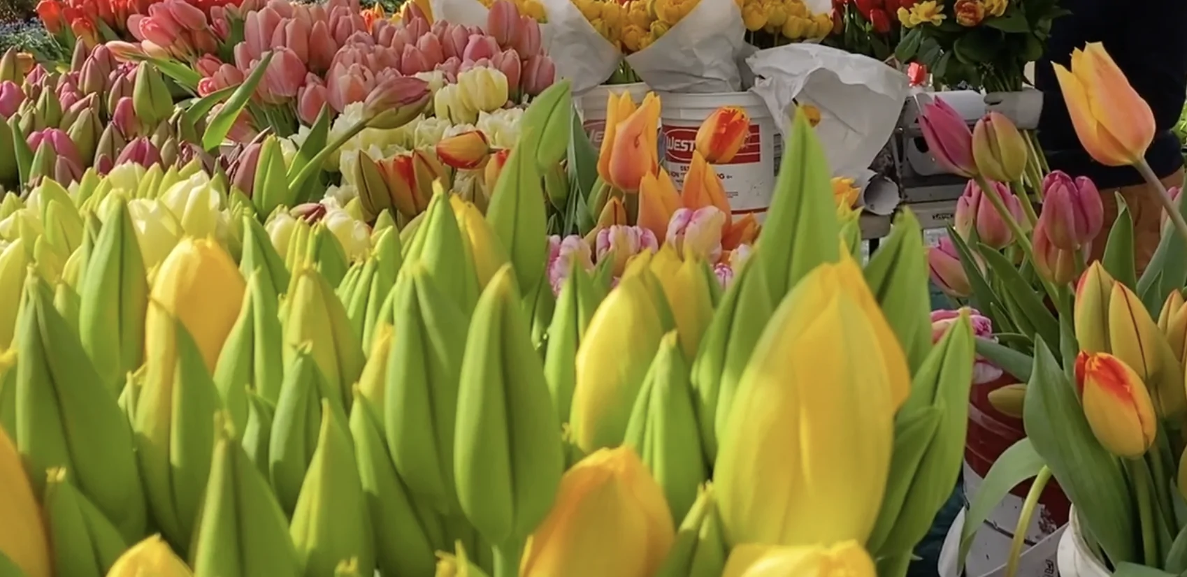 Local SEO Services in Mount Vernon WA