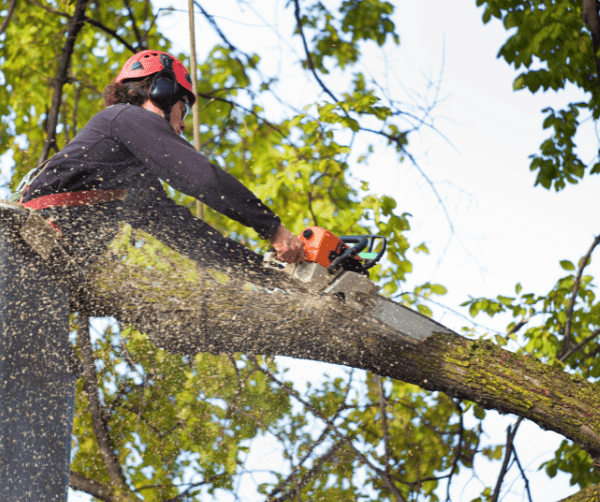 AI Marketing for Tree Services