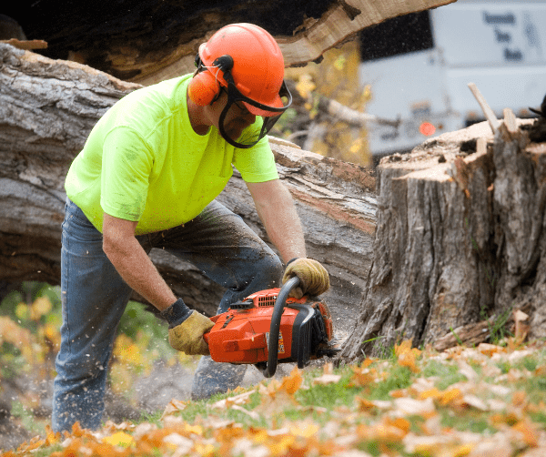 AI Marketing for Tree Services