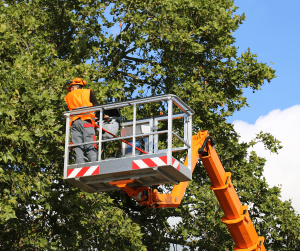 AI Marketing for Tree Services