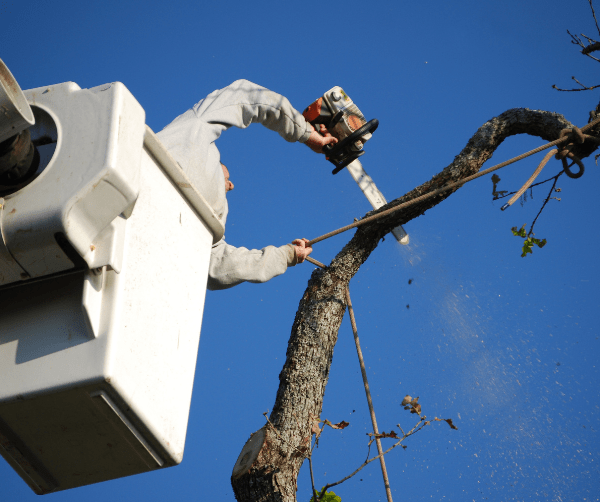 AI Marketing for Tree Services