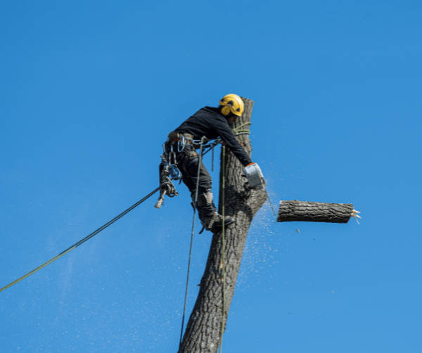 AI Marketing for Tree Services