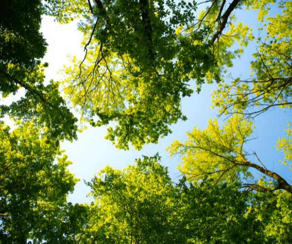 AI Marketing for Tree Services
