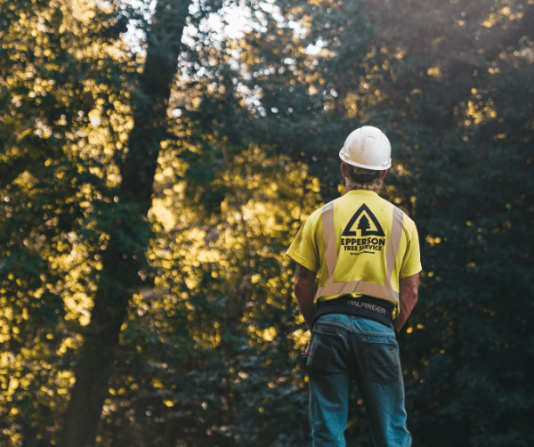 AI Marketing for Tree Services
