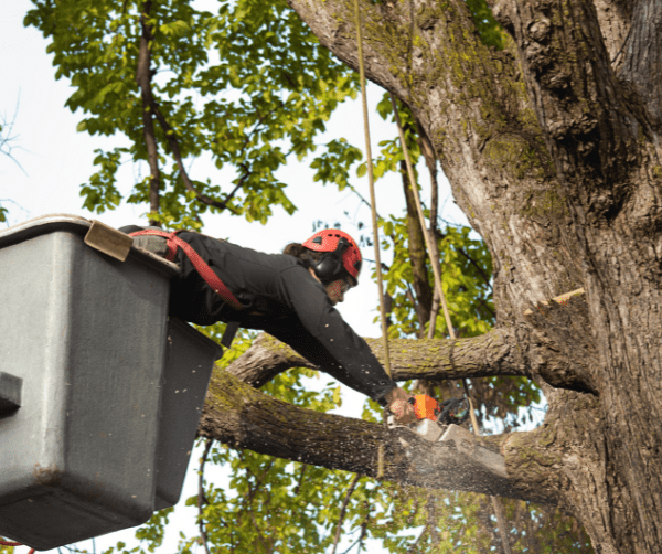 AI Marketing for Tree Services